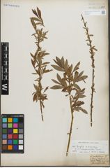 Foto von Salix fragilis L. x Salix triandra L.